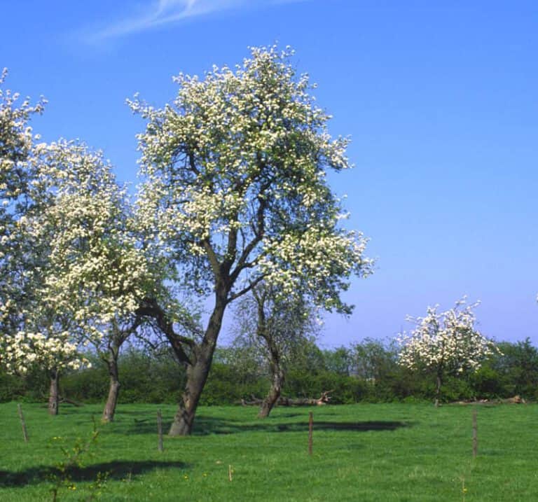 Streuobstwiesen am Niederrhein – Schutz durch Nutzung