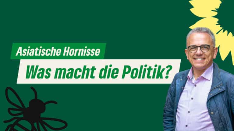 Die Asiatische Hornisse in NRW