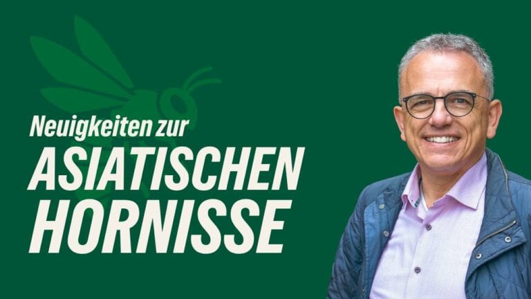 Umgang mit der Asiatischen Hornisse in NRW