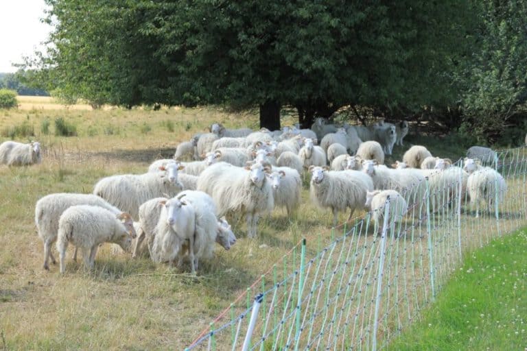Besuch bei der Bio-Schäferei Humpert  im Kreis Höxter