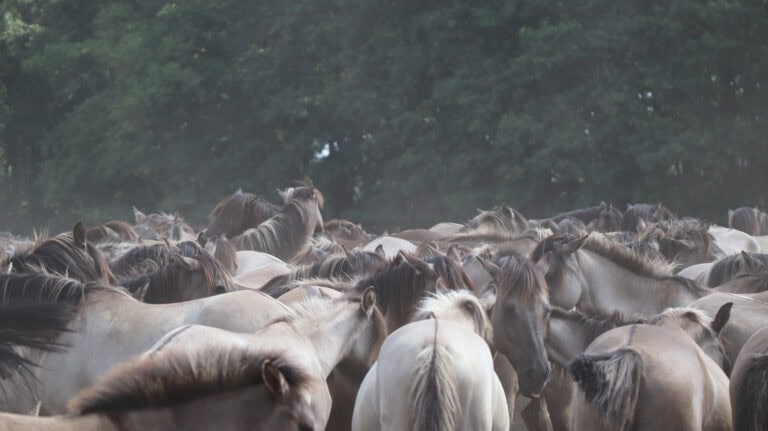 Besuch bei den Wildpferden im Merfelder Bruch